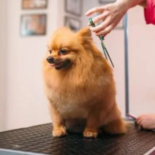 CLUBE DA LOLLA thumbnail