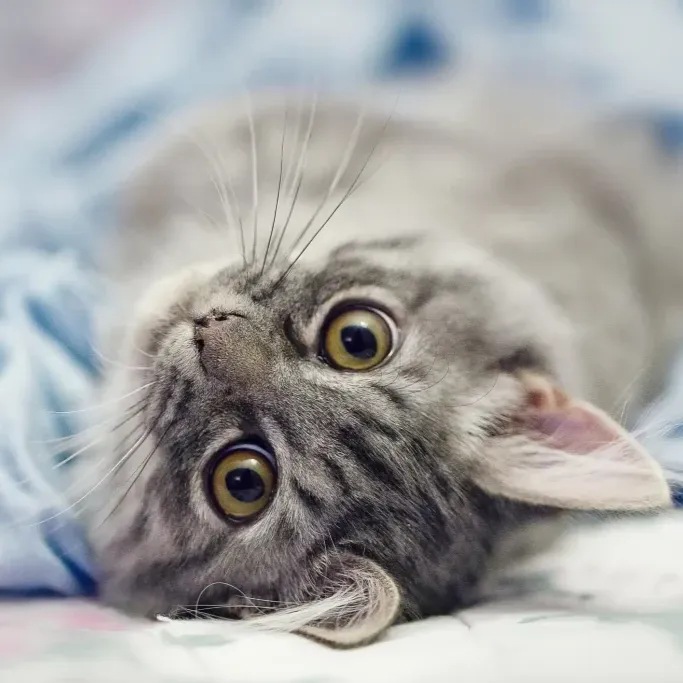 TERMOS DE ATENDIMENTO thumbnail