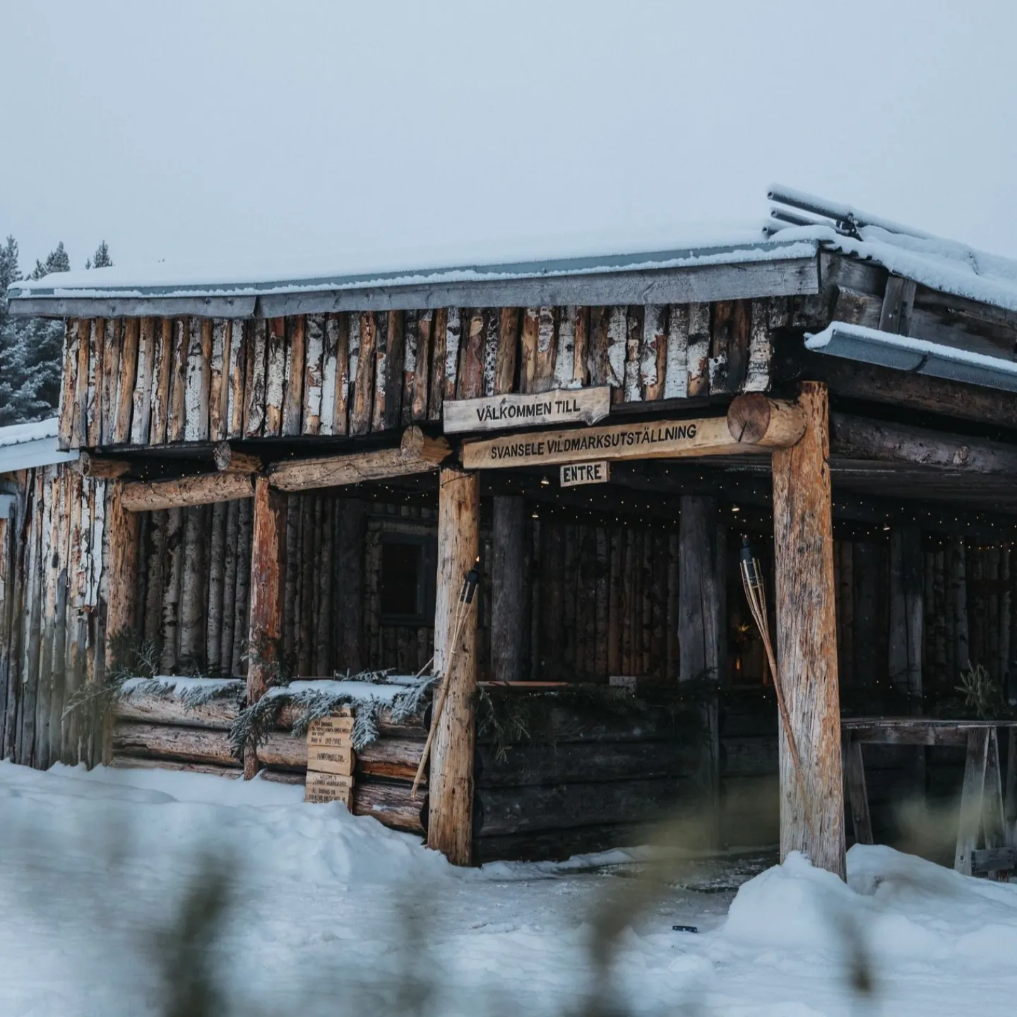 Winter Adventures in Svansele 2025 thumbnail