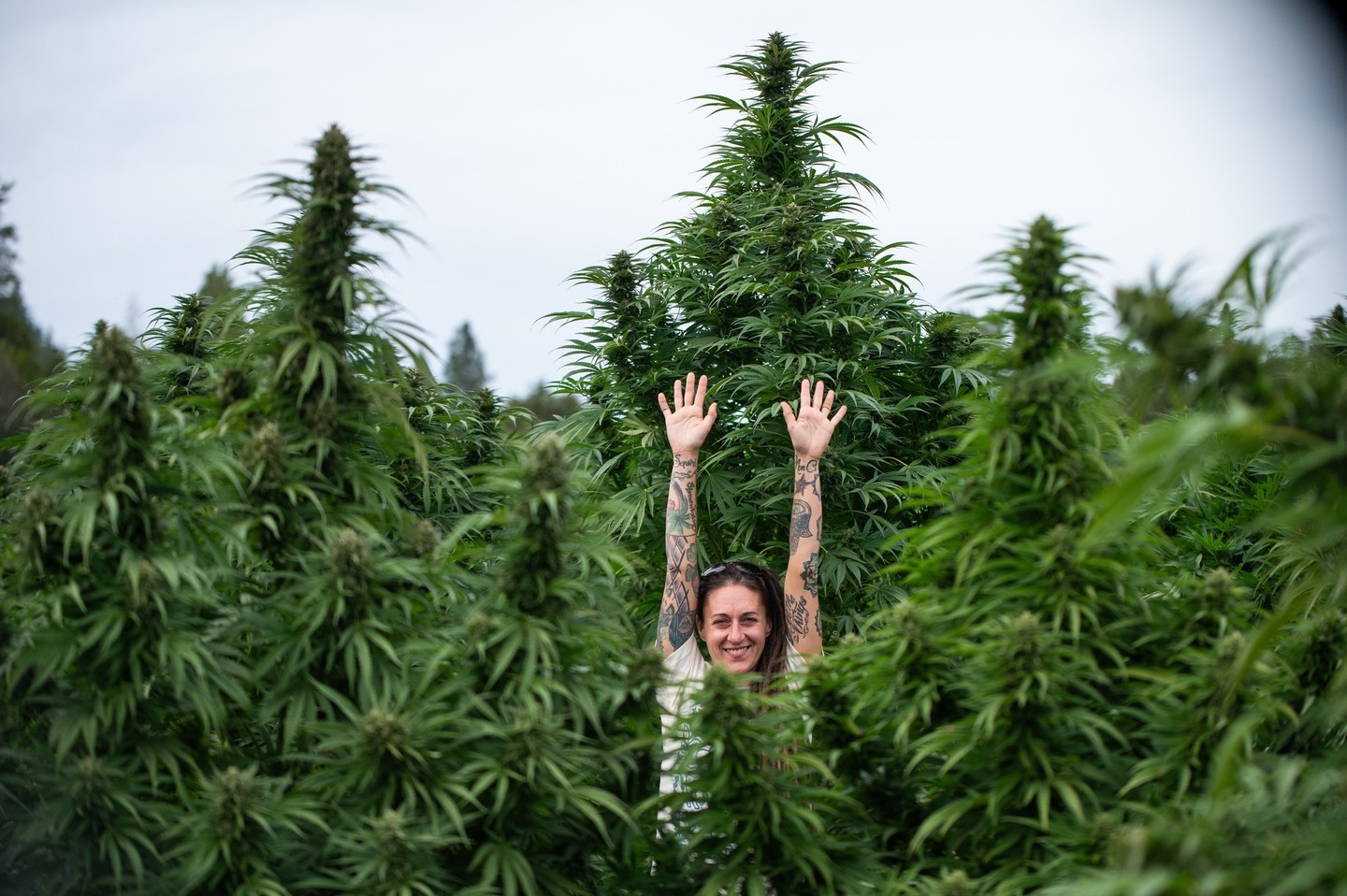 At East Fork, we haven’t generally used the terms Indica, Sativa, and Hybrid to refer to cannabis products because data 