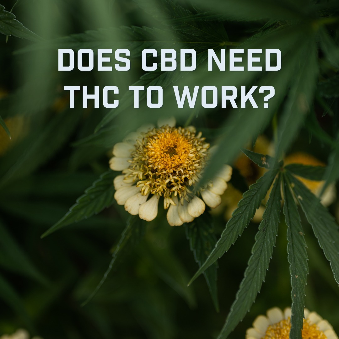 You may have heard terms like “full spectrum” “broad spectrum” and “narrow spectrum”. But what do all of these categorie