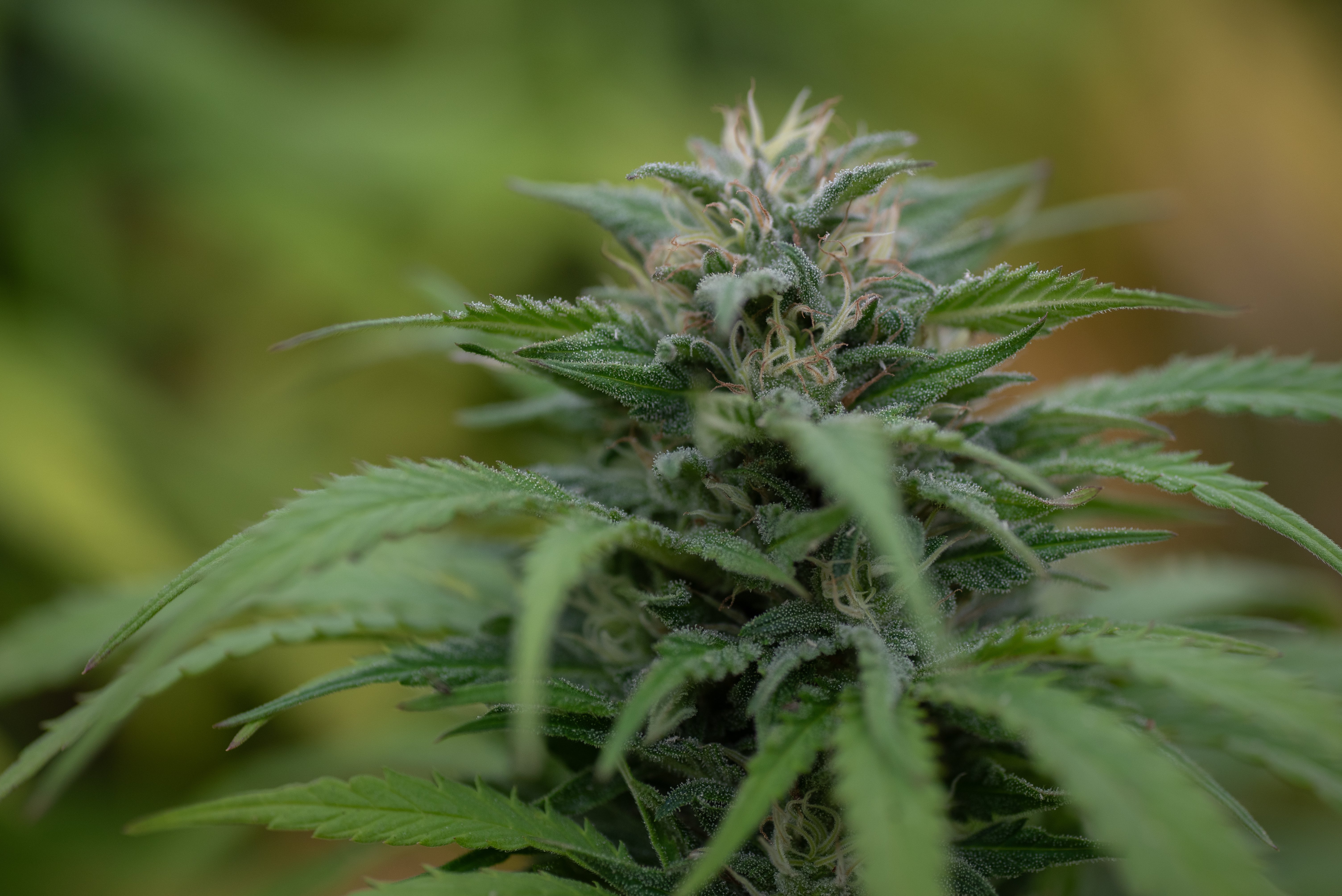 EAST FORK CULTIVARS MAIN SITE thumbnail