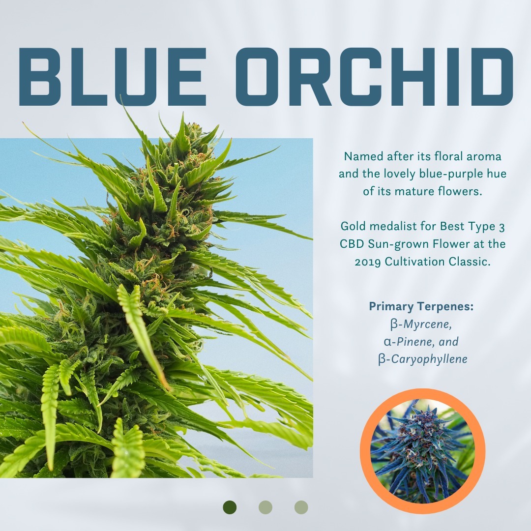 To celebrate 420 🥳, we want to highlight one of our most beloved cultivars: Blue Orchid.⁠
⁠
Named for its deep hues and 