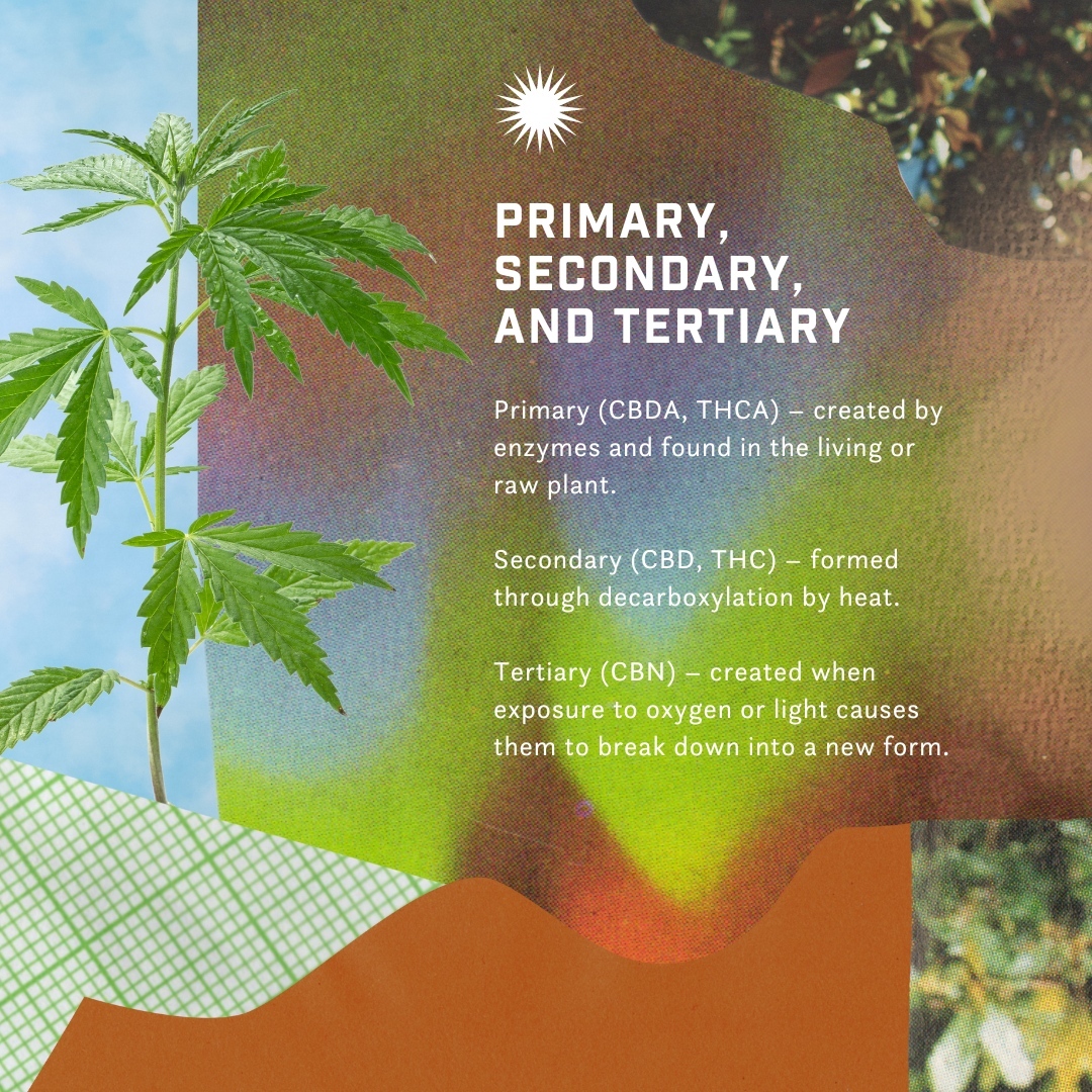 First, THC got all the attention. Then, CBD became hot. Now everyone’s getting into CBG.⁠
⁠
But you may know that there 