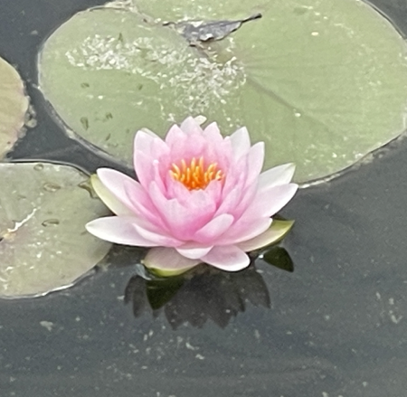 Huntington Gardens Saturday Morning Forest Bathing thumbnail