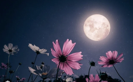 Full Moon Forest Bathing at Rotating Monthly Places thumbnail