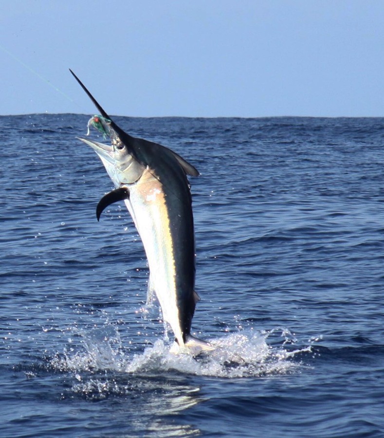 GAF Mozambique Fishing Charter Adventures — Bio Site