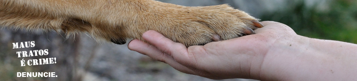 DENÚNCIA DE MAUS TRATOS ANIMAIS  thumbnail