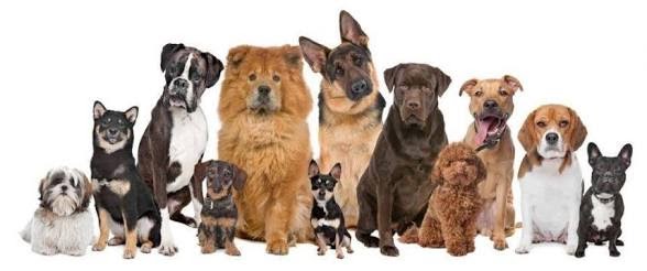 ANIMAIS DESAPARECIDOS & ENCONTRADOS 🐶🐱 thumbnail