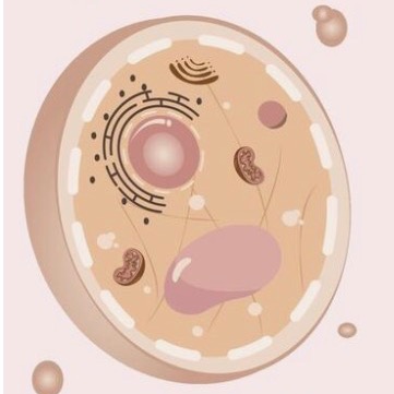 ”What is Autophagy?” - Dr. Jason Fung (and why it’s important to your health) thumbnail