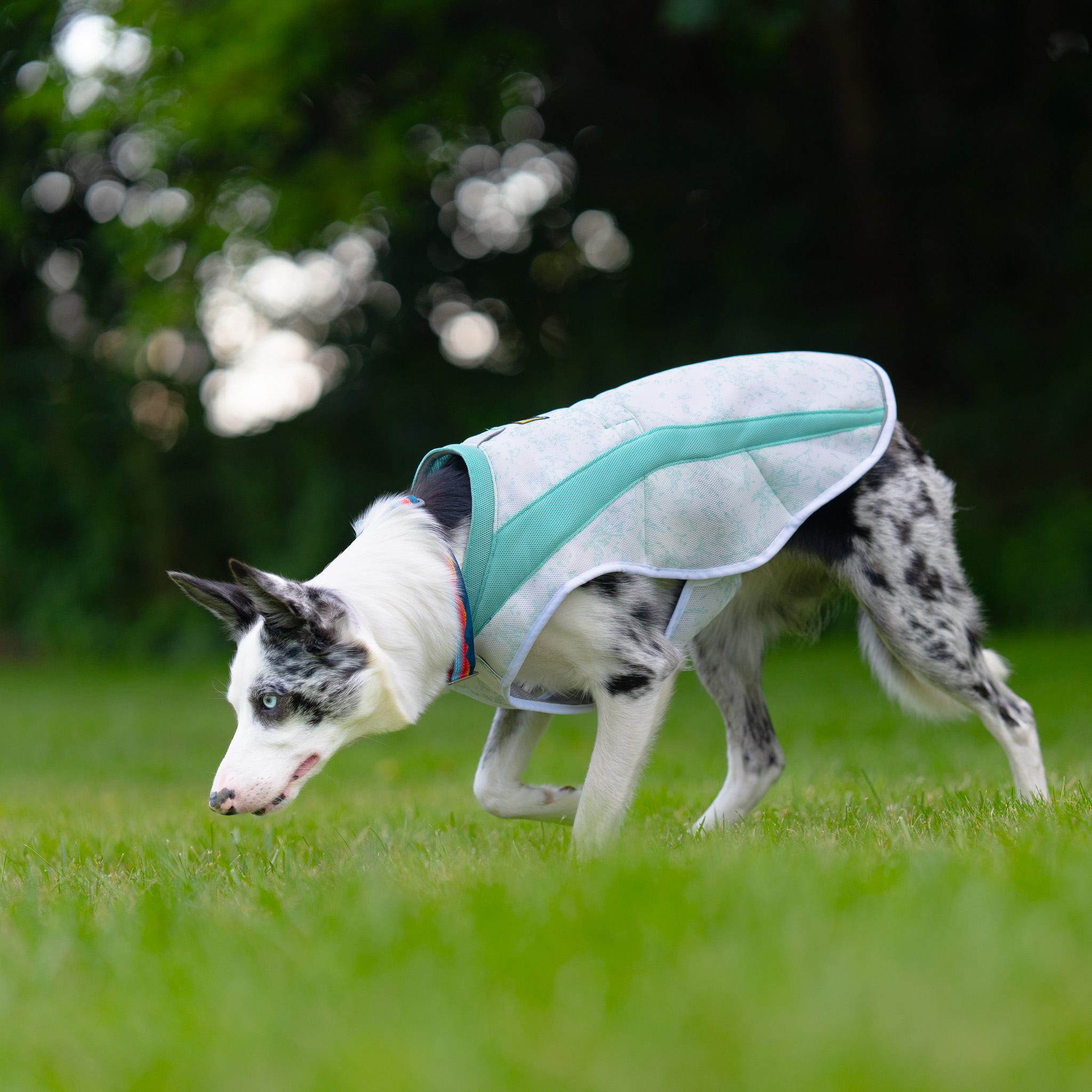 Do Dog Cooling Vests Actually Work? thumbnail