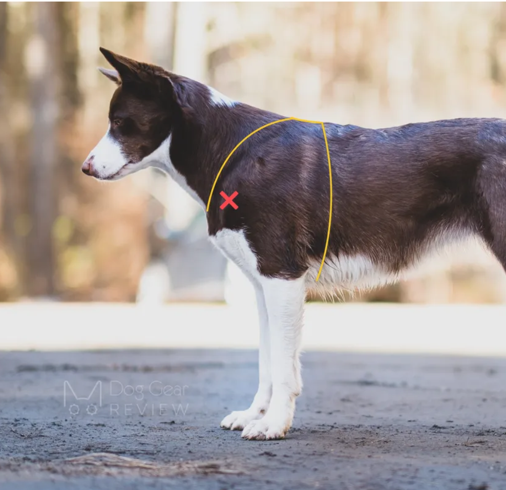 How should a harness fit a dog? thumbnail