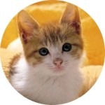 Serap Pet Shop Ayvalık thumbnail