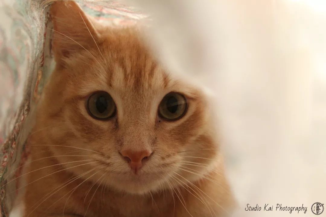 Loki💕

#canonsa #livinglifetothefullest #photography #animalphotography #cuteanimals #durban #kwazulunatal #photographye