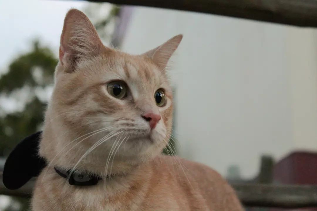 Cutest little guy! Pet photoshoot for @its.loki.and.kitty.kat!

#catphotography #petphotography #durbanphotographer