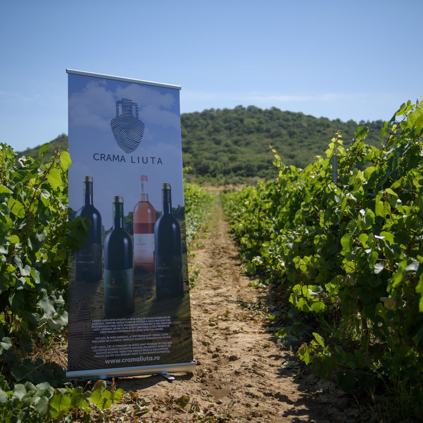 CREATORUL DE VINURI AL ANULUI 2024 SI CEL MAI BUN VIN AL ROMANIEI  PROVINE DIN DOBROGEA DE LA CRAMA LIUTA  thumbnail