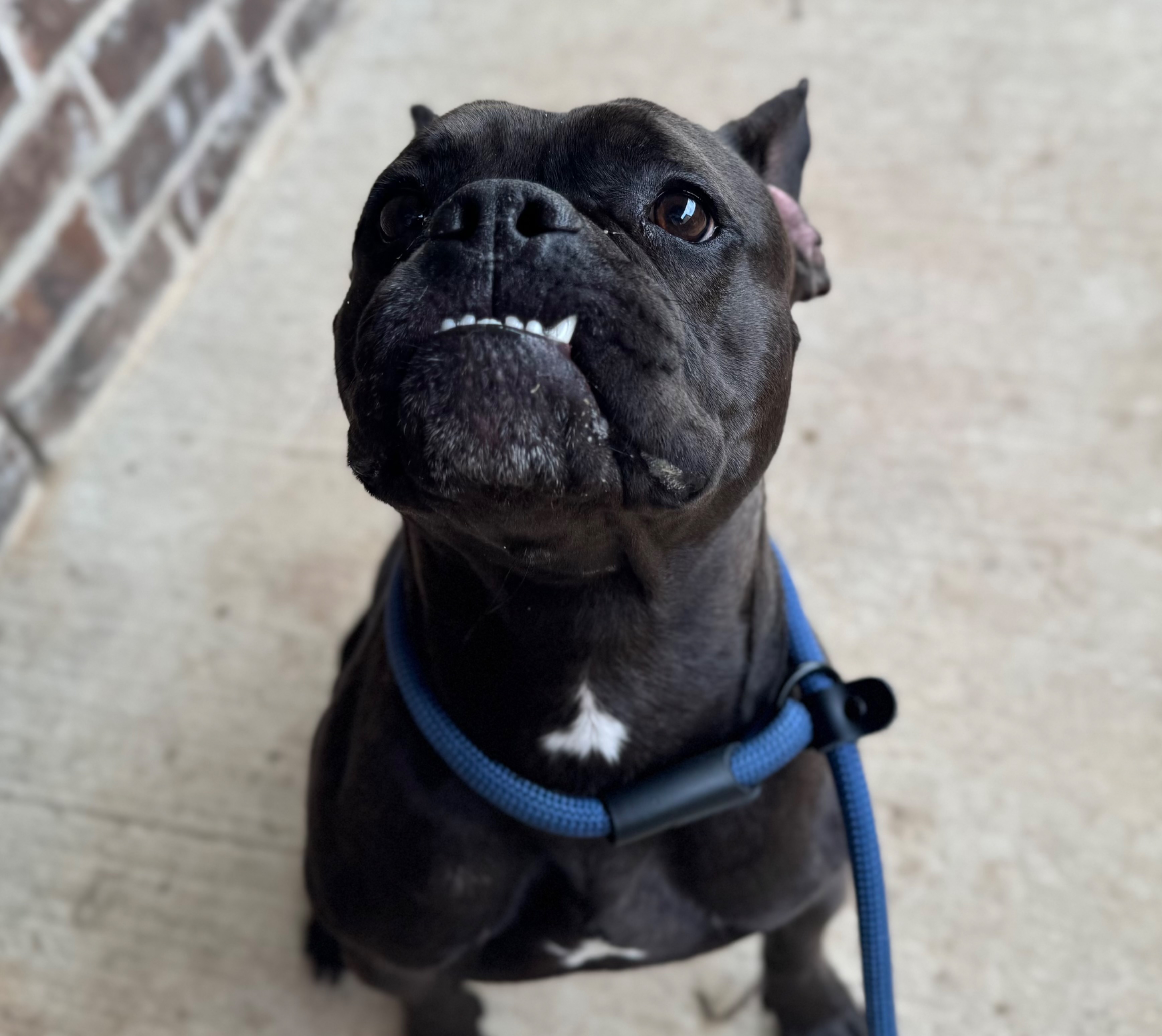 Rescue Case 1: Queen LaTEEFa Support Request thumbnail