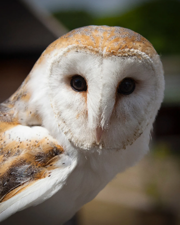 ⚜️The Aureate Pact - Our Promise thumbnail