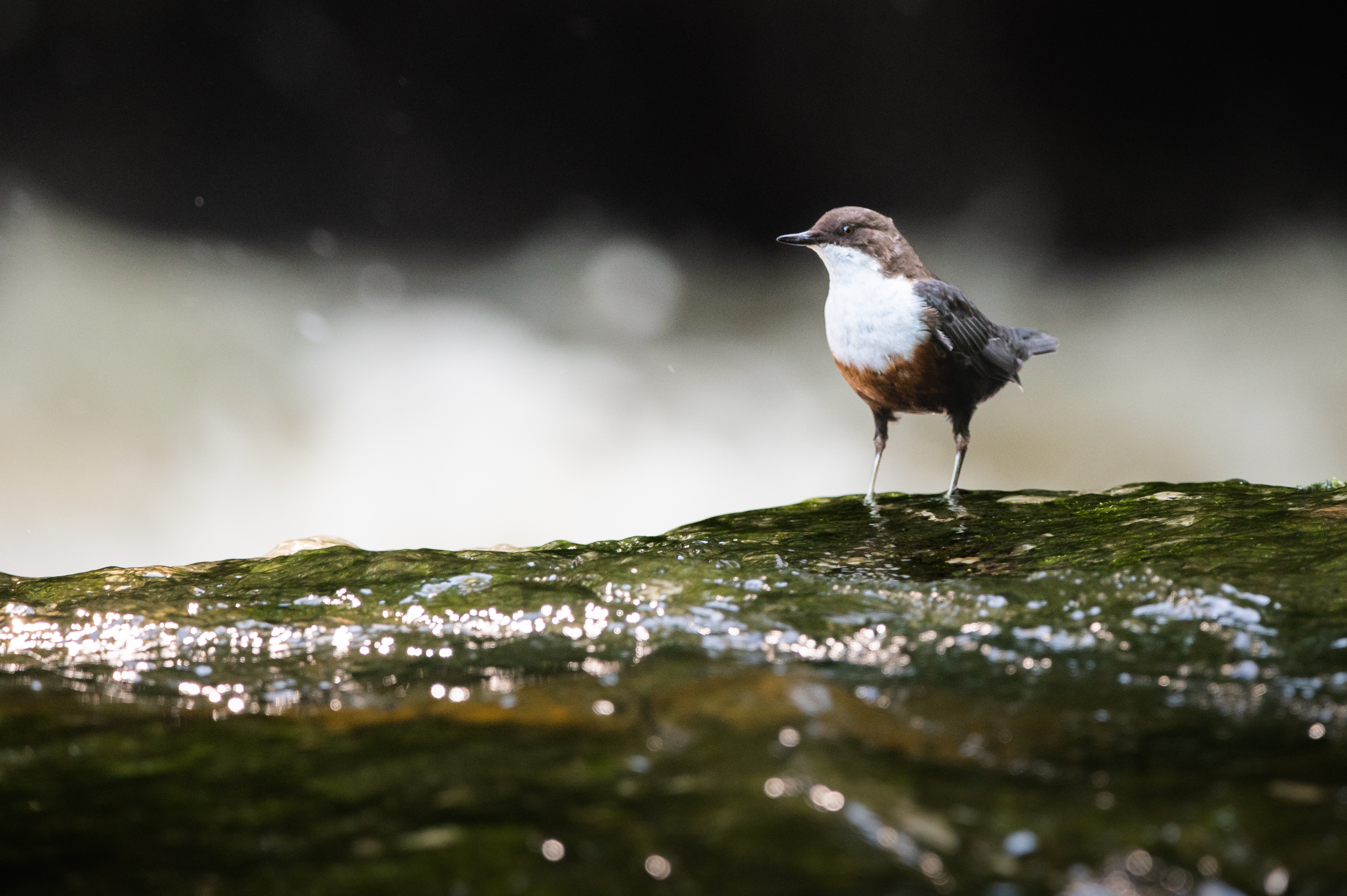 Little Moments | A morning with White-throated dippers thumbnail