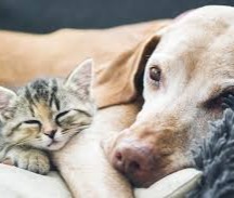 Healing for Your Beloved Pet 🐾 thumbnail