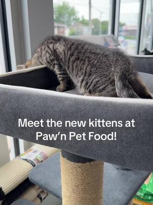 Meet Root, Flower, Bloom, & Blossom! The newest additions to Paw’n Pet Food, Sault Ste. Marie, ON. These 4 kittens are l