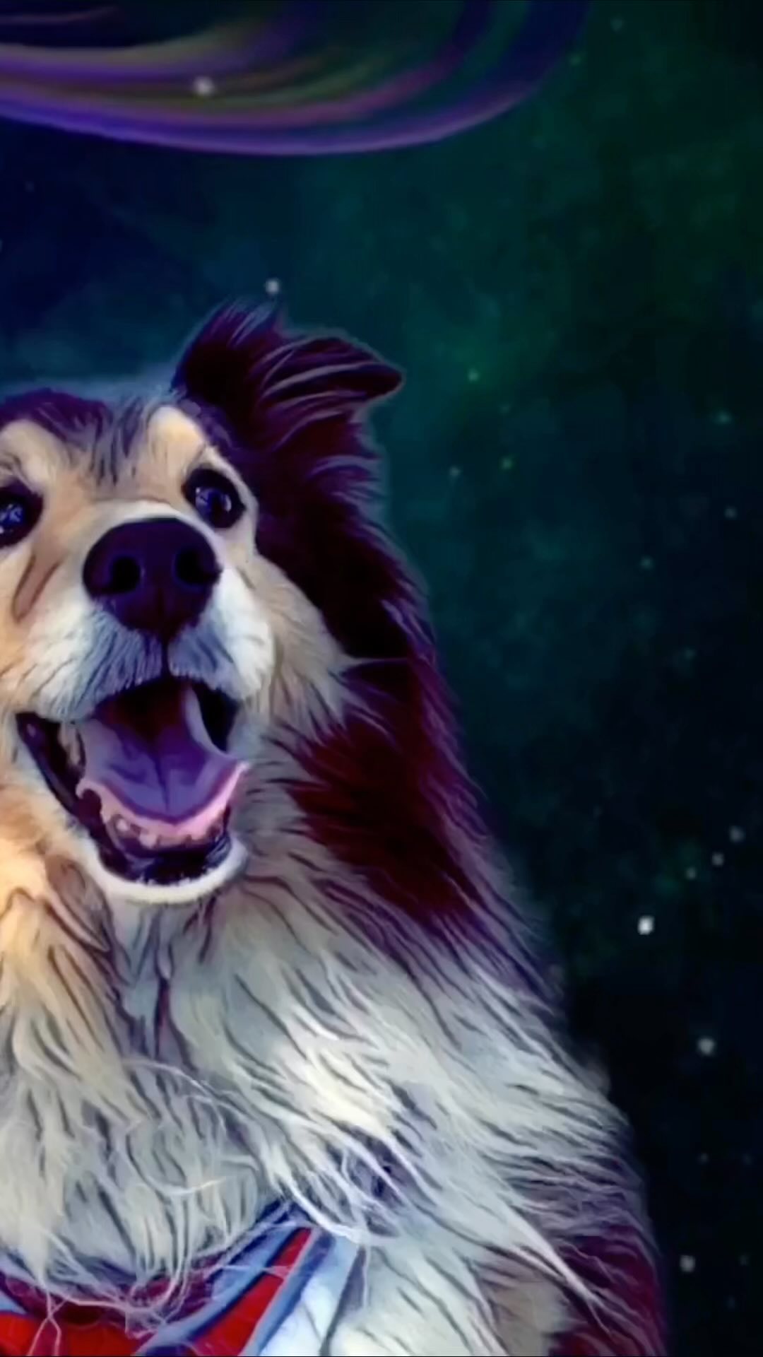 How I’m imagining Bandit now…smiling, free among the stars ✨ 

Our baby boy Bandit crossed the rainbow bridge this morni