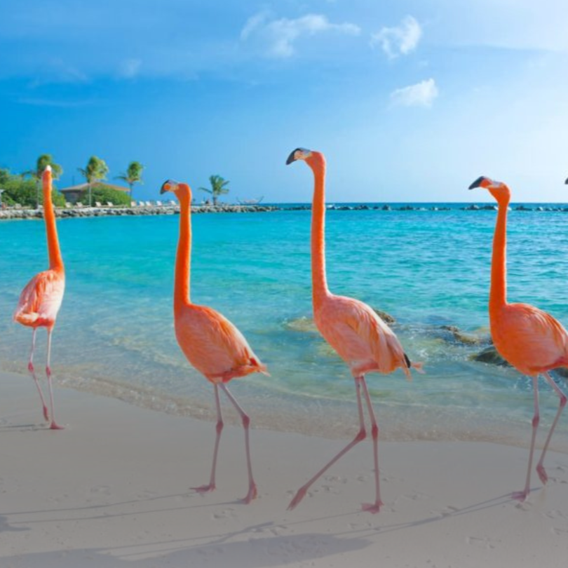 Aruba - Caribe. thumbnail