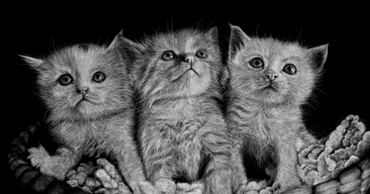  WHRO Feature: Virginia Beach scratchboard artist displays work that can take up to 100 hours at Boardwalk Art Show thumbnail