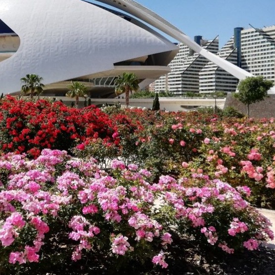 CURSO · Rosales en el Paisaje: Diseño, Técnicas y Gestión thumbnail