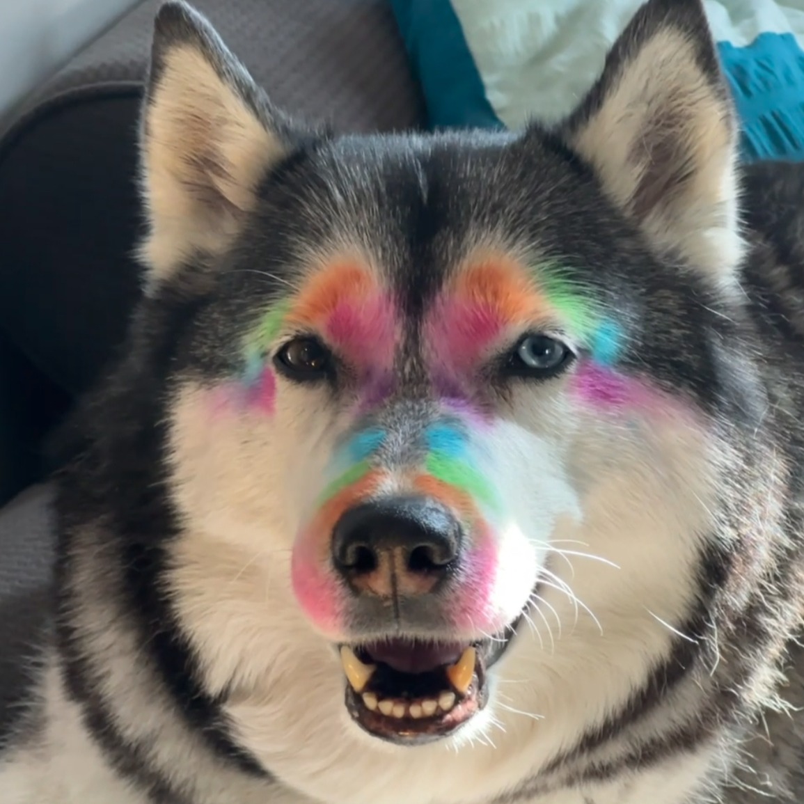 Monday The Husky Pet UGC thumbnail