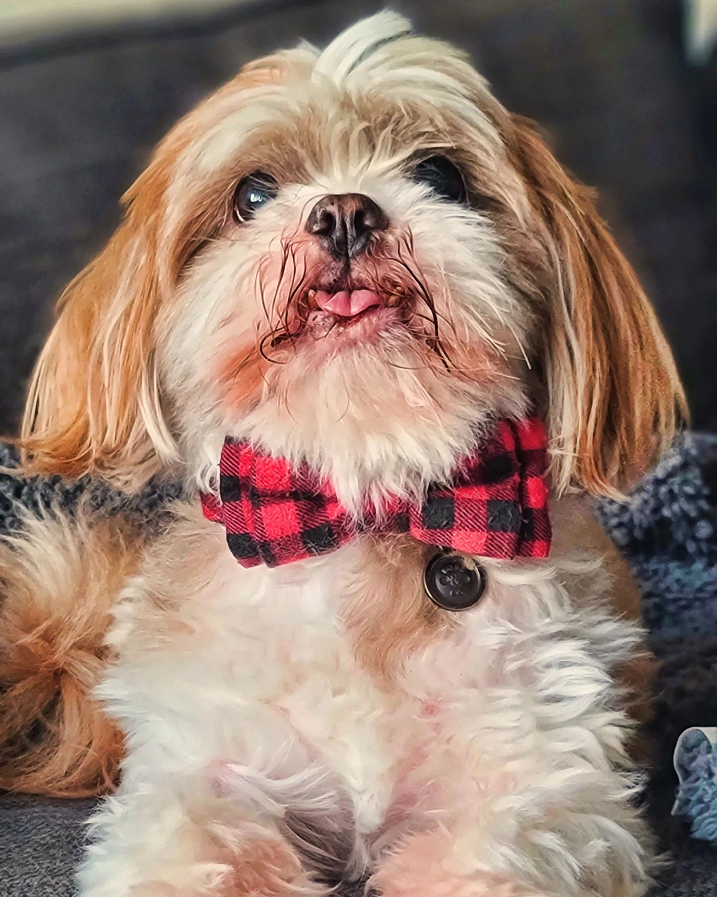 Kitty
#shihtzu #shihtzus #shihtzusofinstagram #bowtie #kitty #whoisedlewis