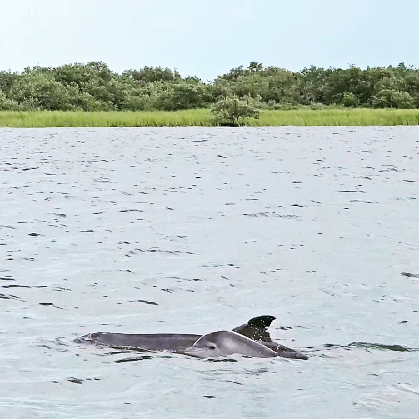 St. Augustine, FL
Jul 2023

#dolphin #dolphins #dolphinwatching #porpoise #staugustine #matanzasinlet #sta #babydolphin 