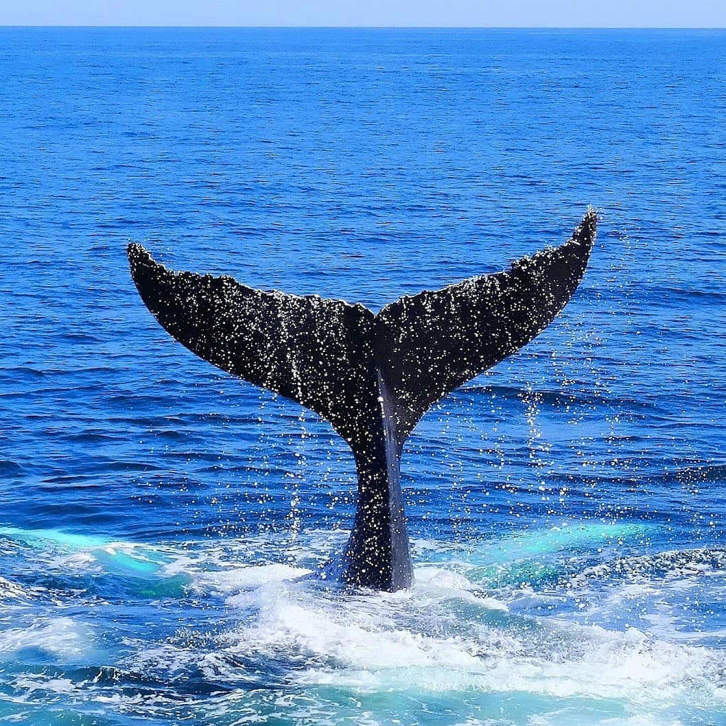 Gloucester, MA

This would normally be a big part of my summer back in Boston

#whale #whales #whalesofinstagram #stellw