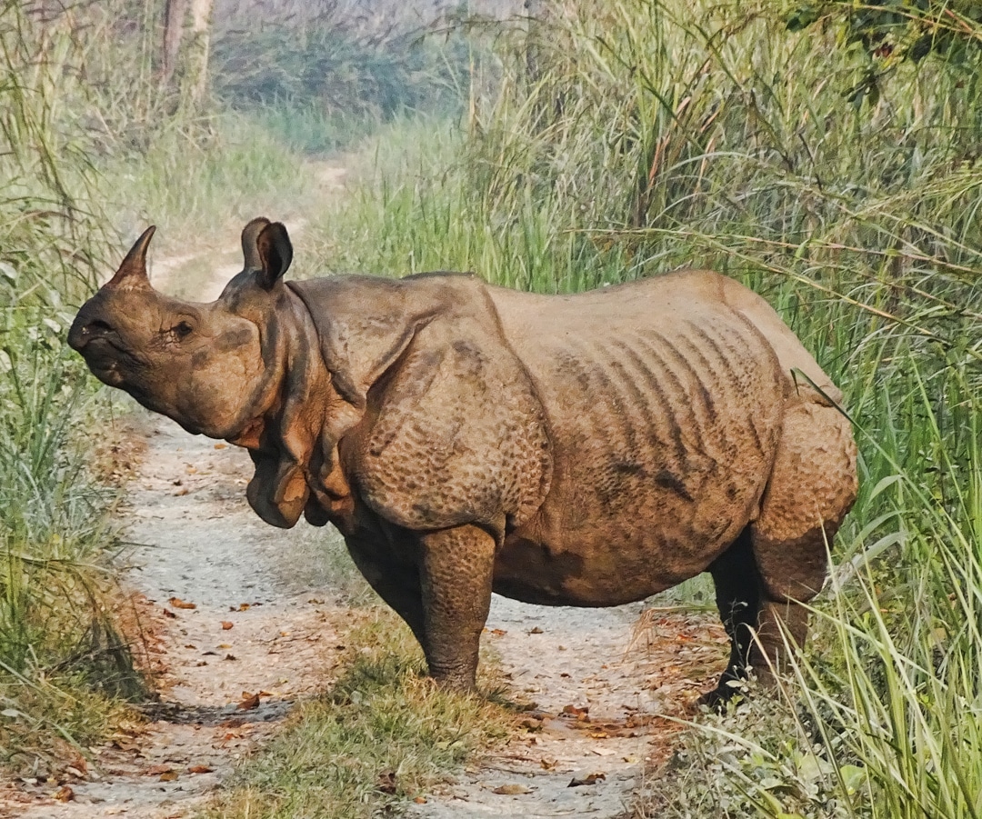 Chitwan National Park
Nepal
Nov 2019

#rhino #rhinoceros #rhinosofinstagram #chitwan #chitwannationalpark #nepal #gamedr