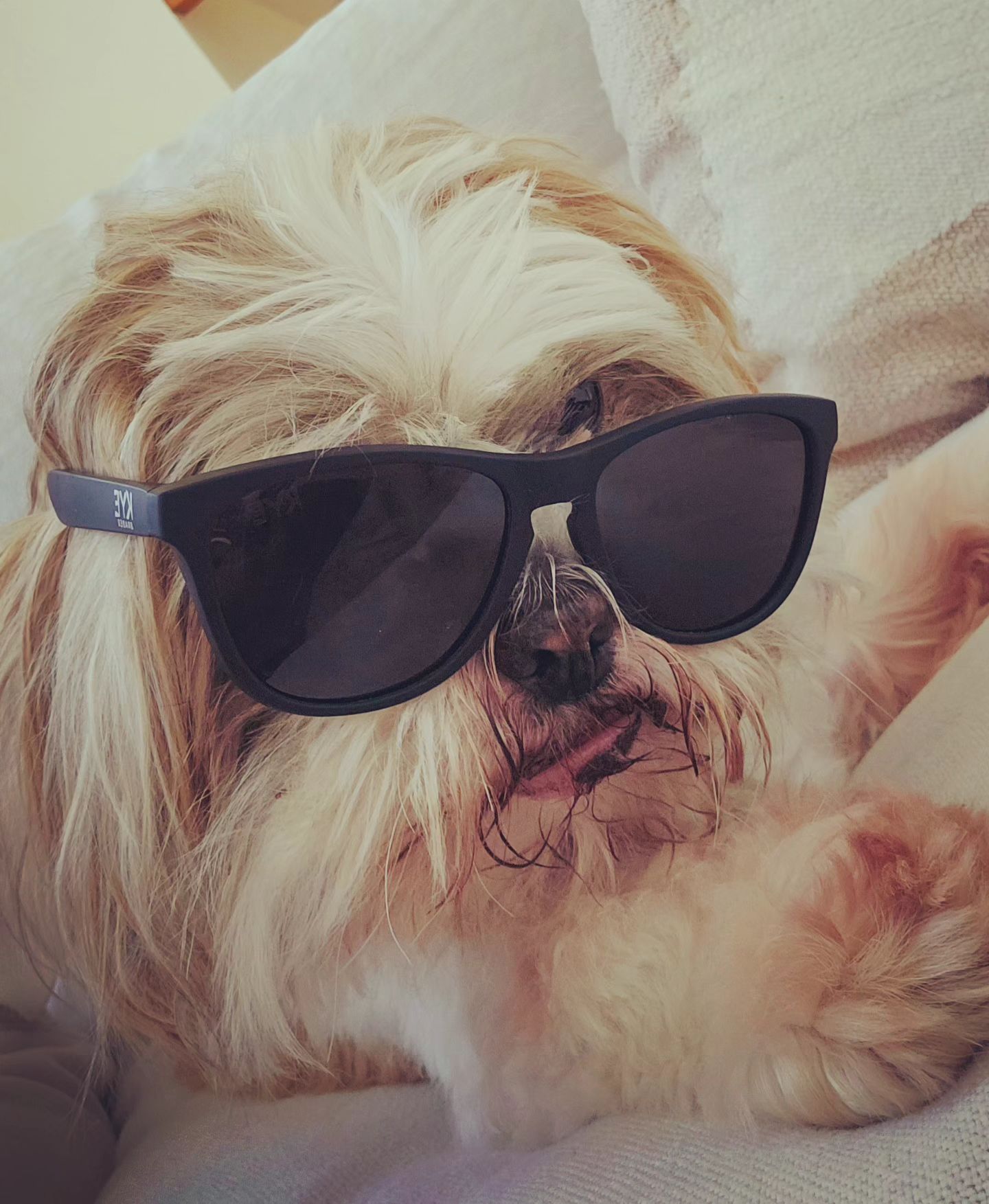 Kitty 
Nevada City, CA
Aug - 2023

#dog #shihtzu #shihtzus #shihtzusofinstagram #nevadacity #tahoe #shades #whoisedlewis