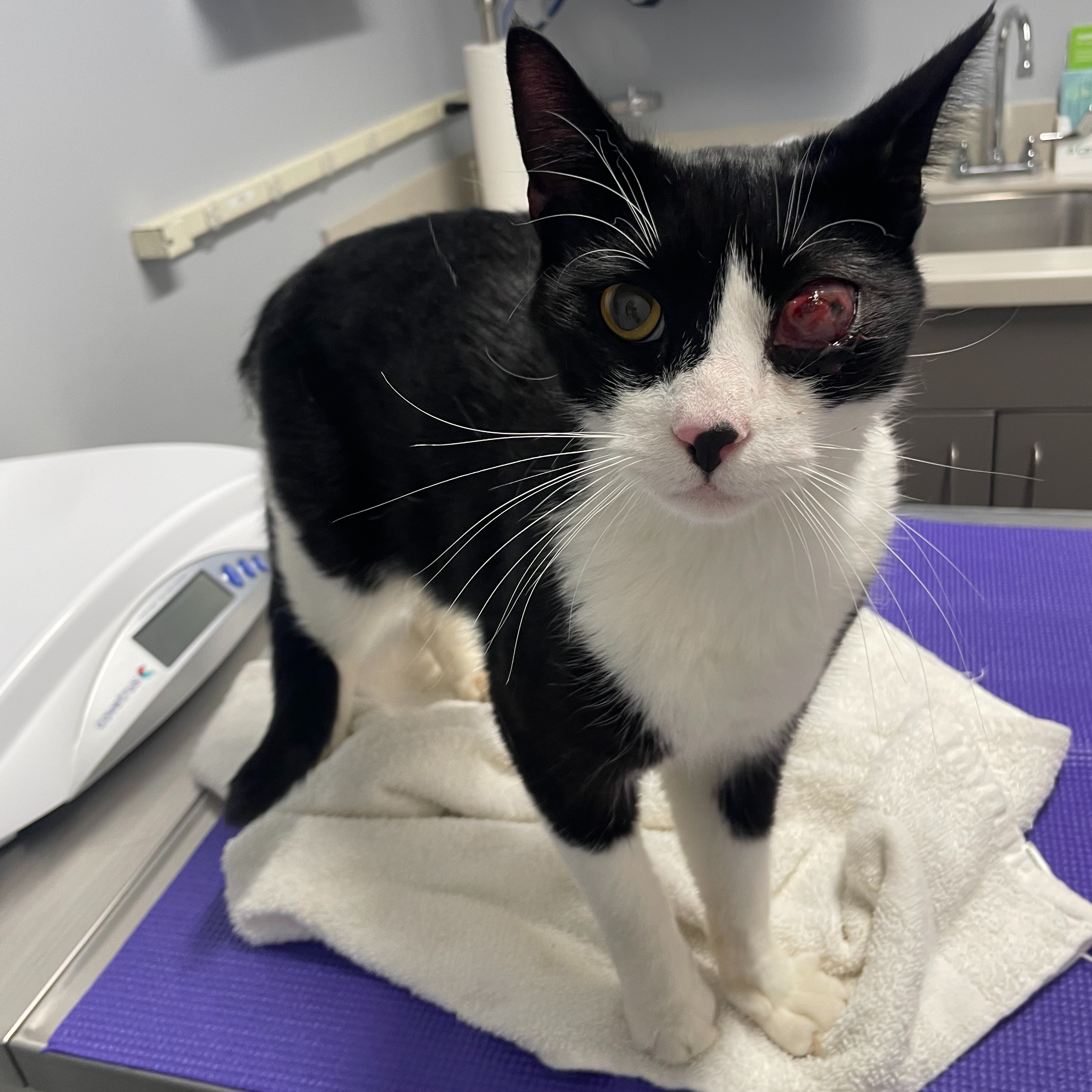 Help Oreo the Cat thumbnail