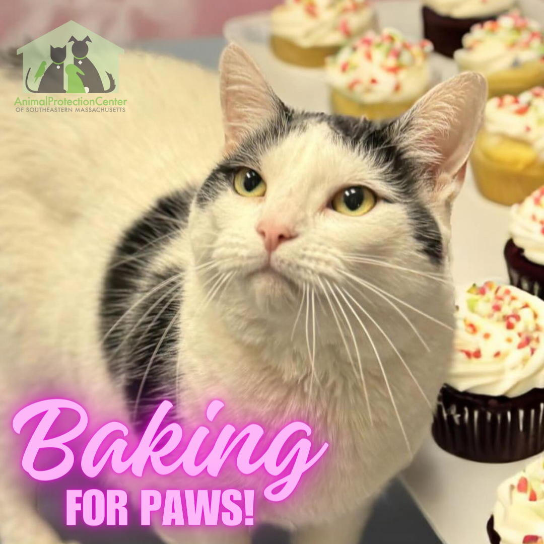 Baking for Paws thumbnail