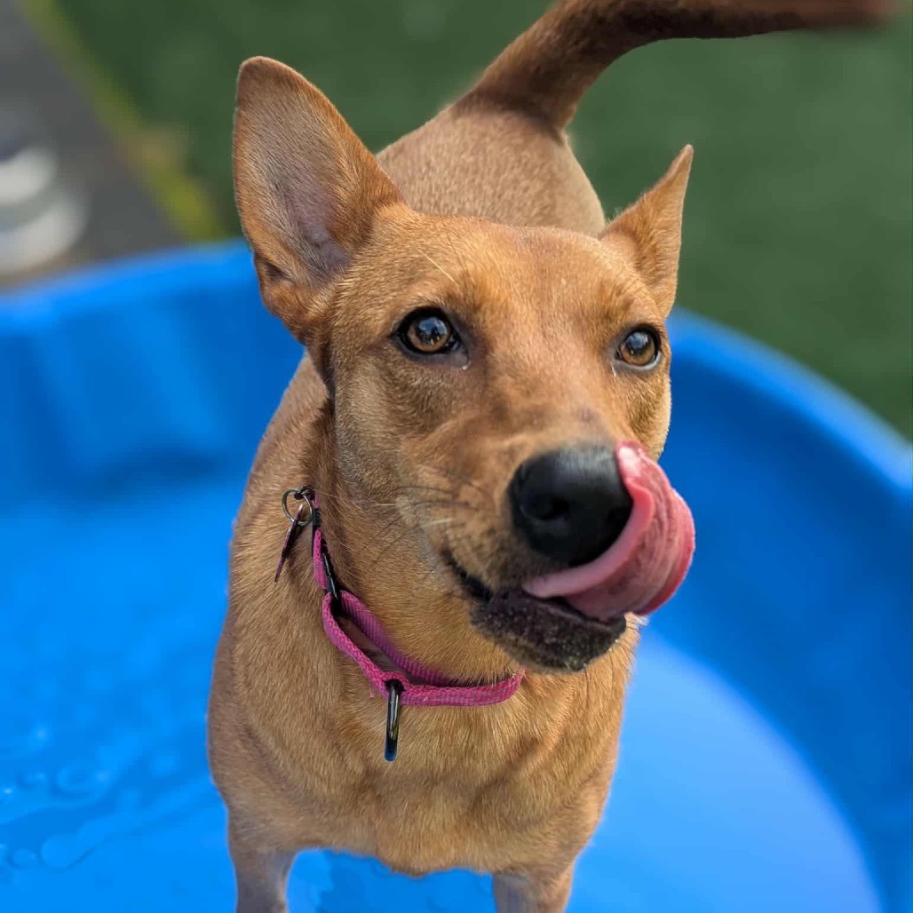 Sponsor a Shelter Animal thumbnail