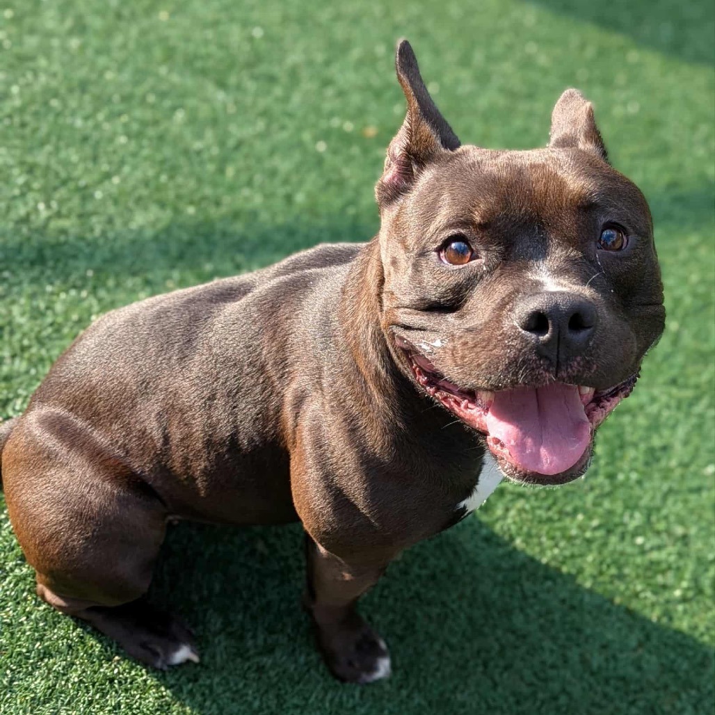 Adoptable Animals thumbnail