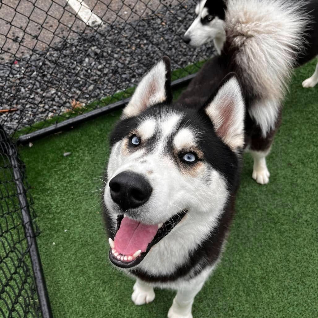 Adoptable Animals thumbnail