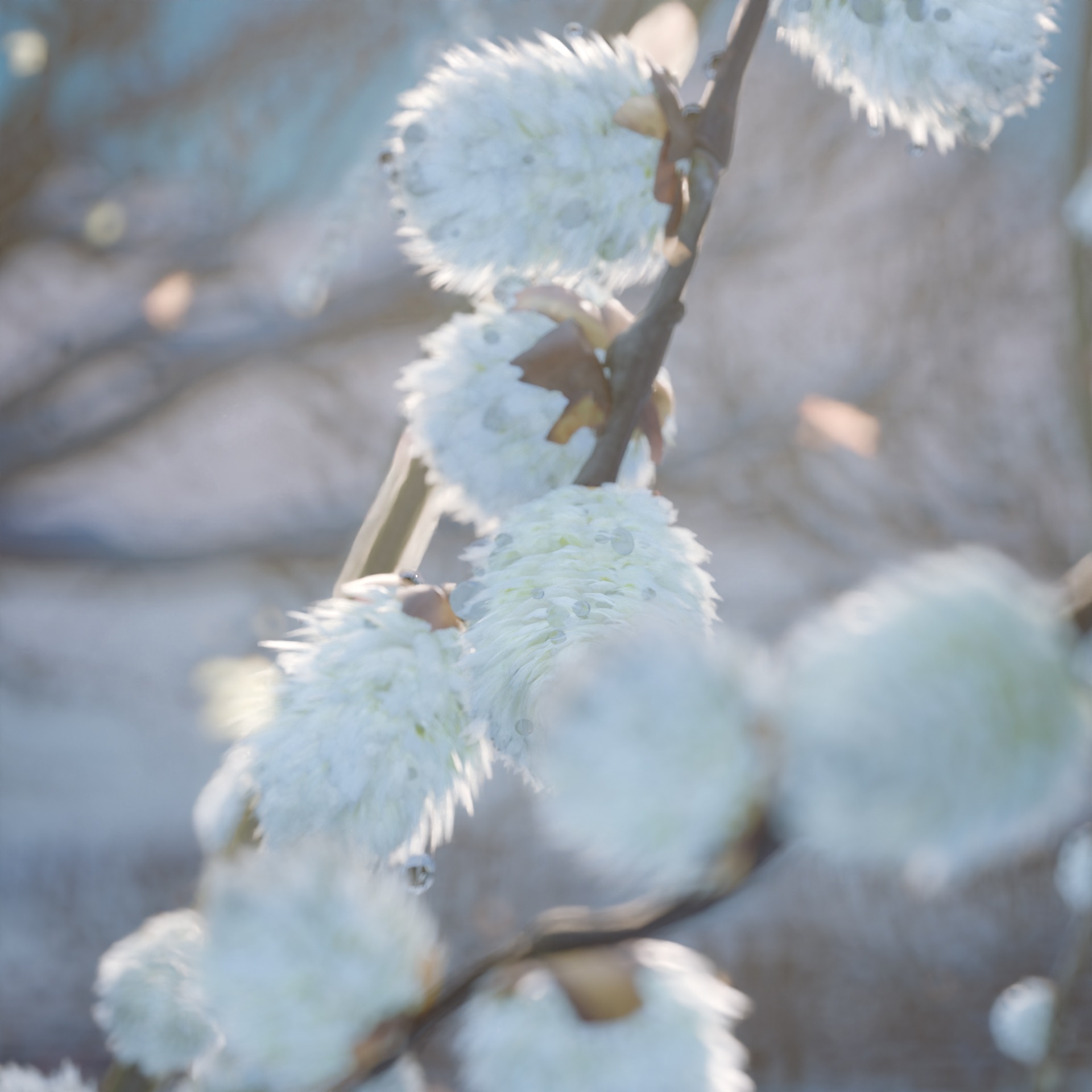 A Snow Flower thumbnail