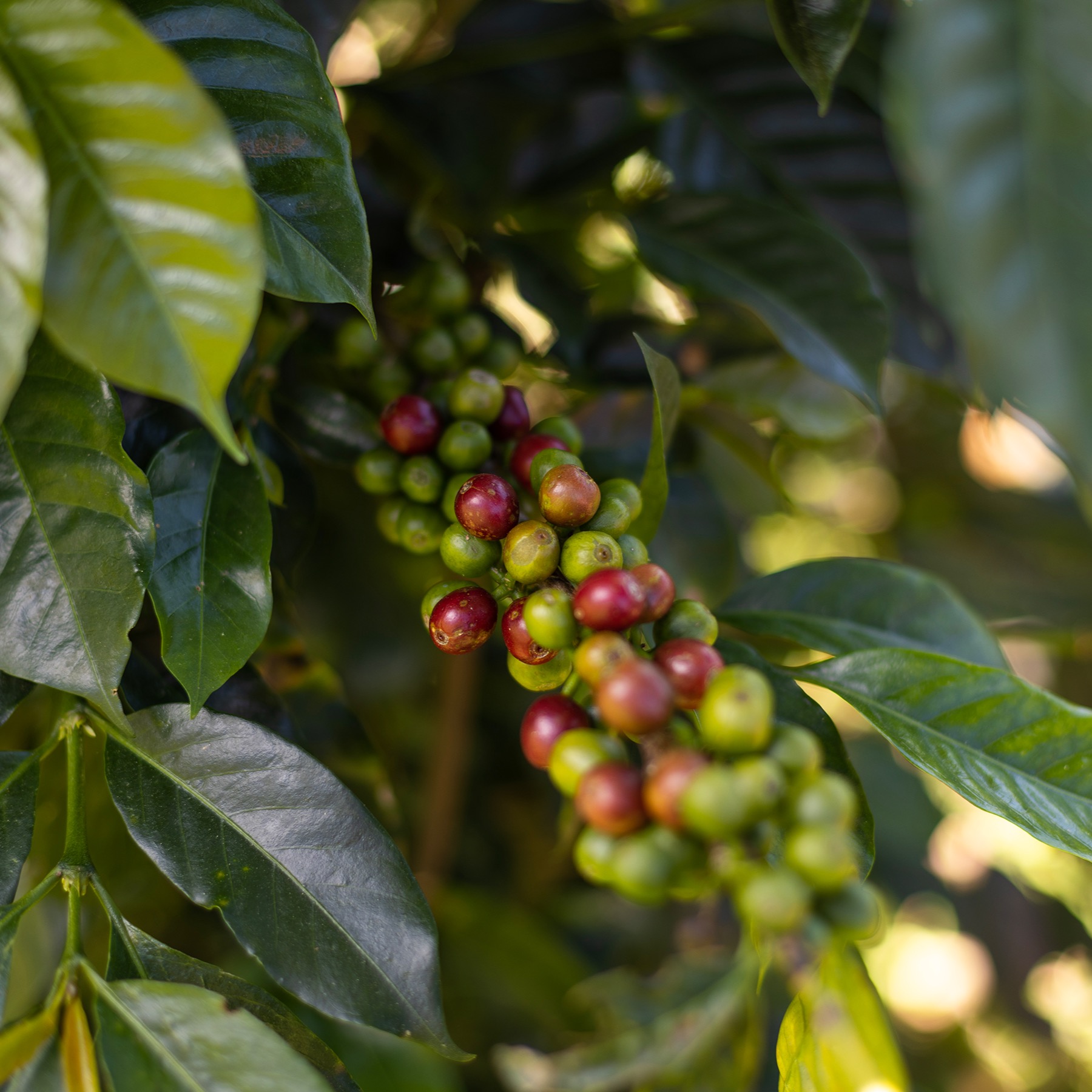 Coffee Blog thumbnail