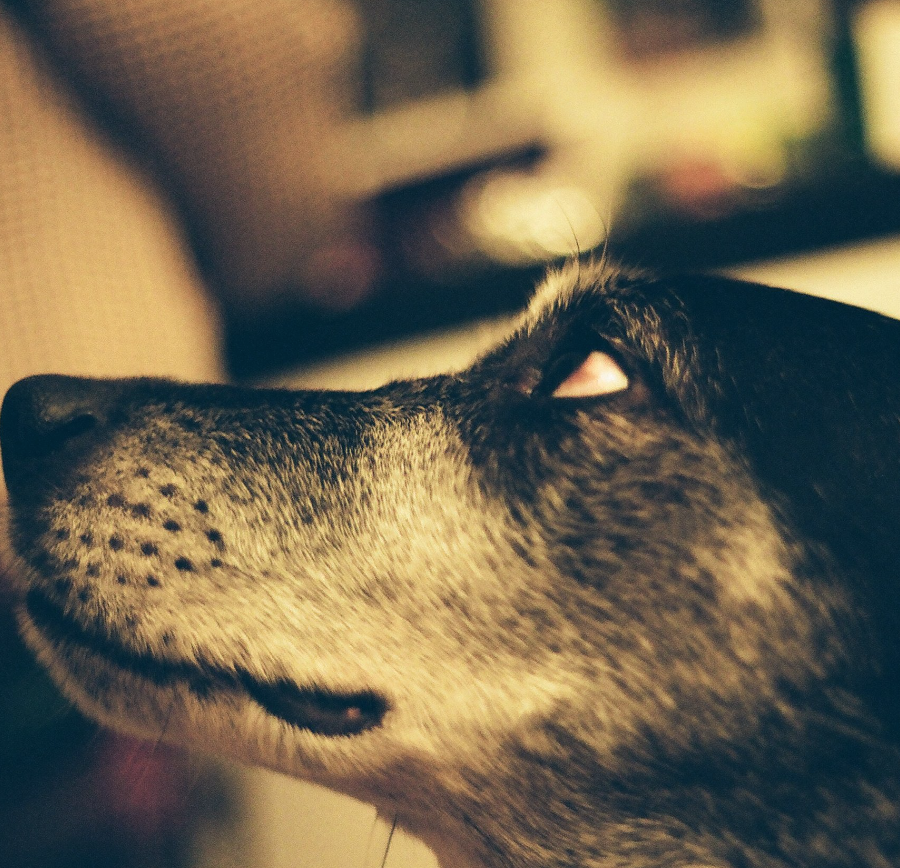 About the Show thumbnail