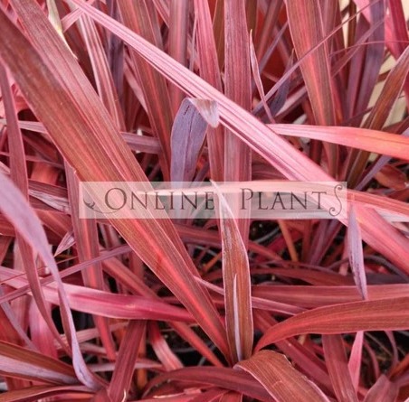 Cordyline for Sale thumbnail