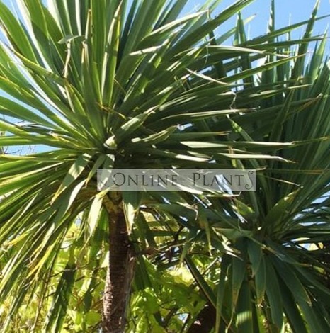 Dwarf Gum Trees for Sale thumbnail