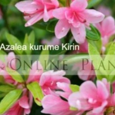 Azalea Plants for Sale thumbnail