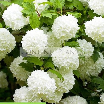 Snowball Viburnum Australia thumbnail