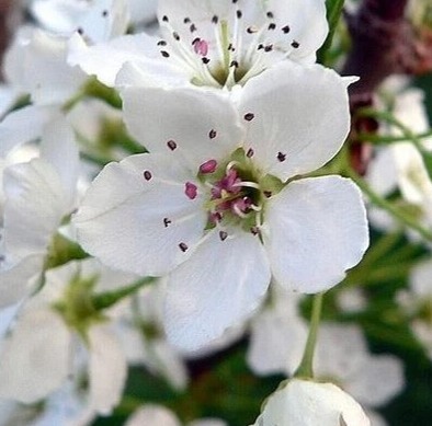 Buy Ornamental Pear Tree thumbnail
