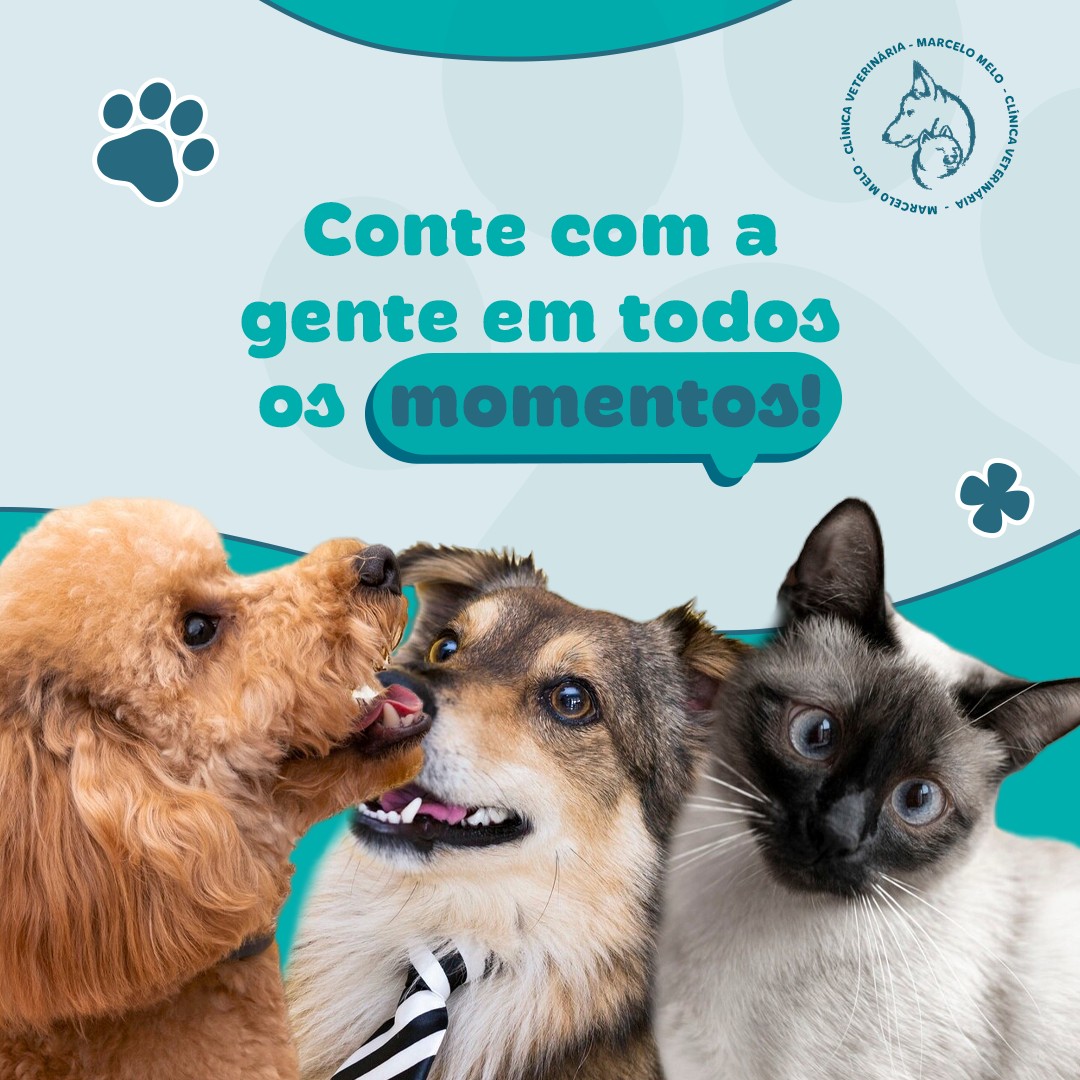 Na Clinivet, o atendimento vai além do comum. Acreditamos que cada pet é único e merece um cuidado verdadeiramente espec