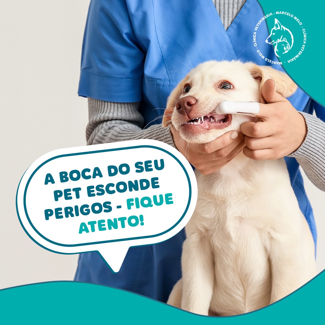 Muitos tutores desconhecem que a saúde bucal do seu pet é crucial, principalmente quando os dentes e gengivas não são be